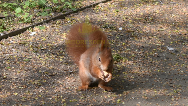 Nachwuchs bei den Eichhörnchen im Großen Garten Dresden - Eine Paranuss ist schon eine Sünde wert...  Foto: MeiDresden.de/Mike Schiller