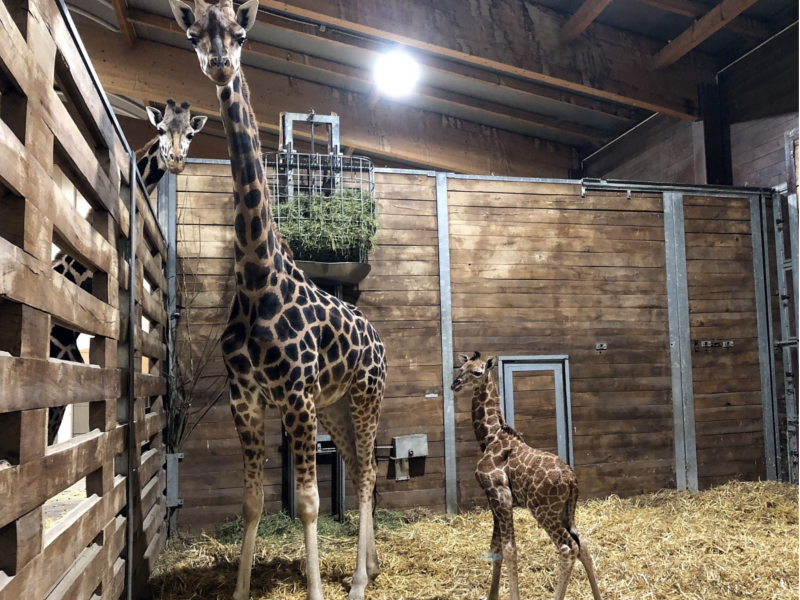 Giraffenkuh Tamika mit Jungtier am frühen Freitagmorgen © Zoo Leipzig