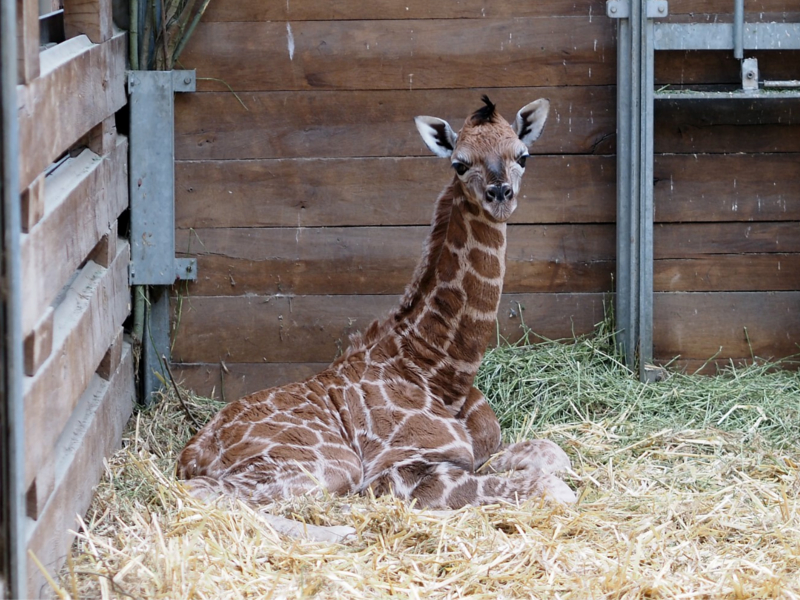 Giraffennachwuchs im Innenstall liegend © Zoo Leipzig