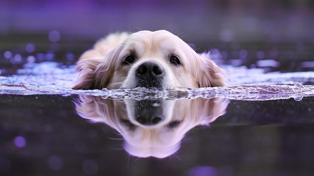 Hundstage: Mythos, Hitze und Himmelsphänomen - Wie das Wetter auf den Hund gekommen ist. Symbolfoto (Pixabay)