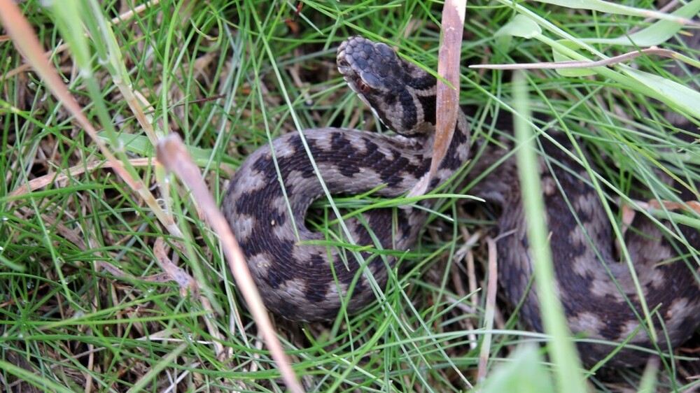 Kreuzotter Naturschutzstation Osterzgebirge. Foto: Henriette Schmidt
