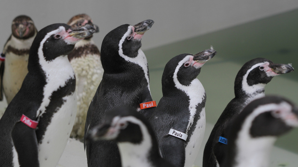 Die ersten Humboldt--Pinguine sind eingezogen @ Zoo Leipzig