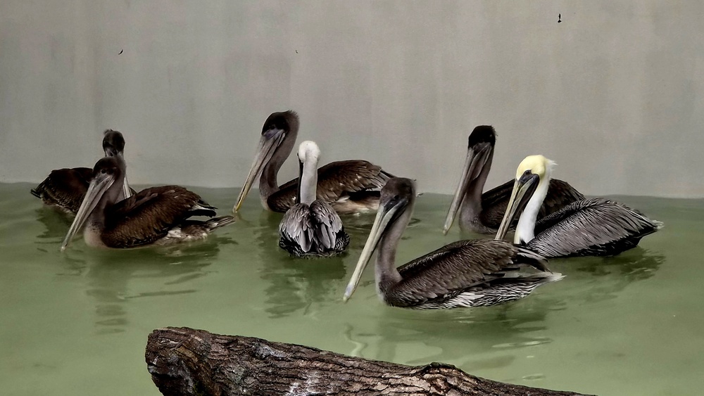 Meerespelikane aus Halle eingezogen. Foto: Zoo Leipzig