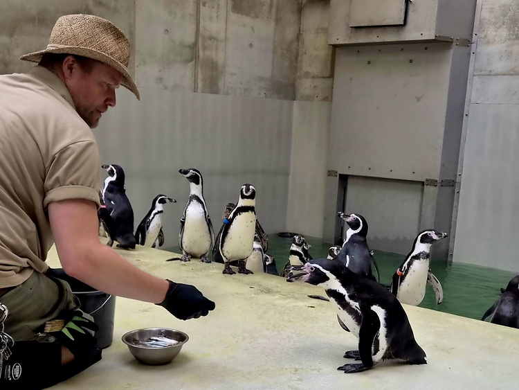 Tierpfleger und Humboldt-Pinguine in der Eingewöhnung . Foto: Zoo Leipzig