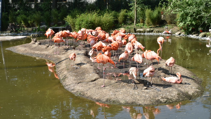 Keine Brutaktivität bei den Flamingos im Zoo Dresden  Foto:© MeiDresden.de/Mike Schiller