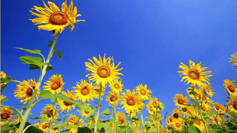 Ein blauer Himmel am Siebenschläfertag kann ein Hinweis für einen sonnigen Sommer sein © WetterOnline