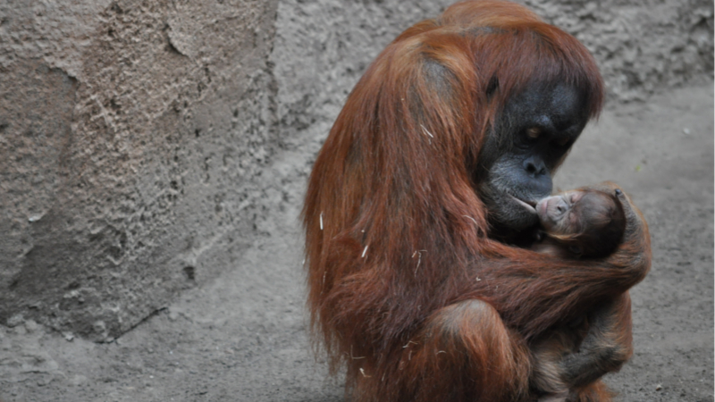 Nachwuchs bei den tierischen Tüftlern - Sumatra-Orang-Utan Jungtier am Wochenende geboren ©Zoo Leipzig