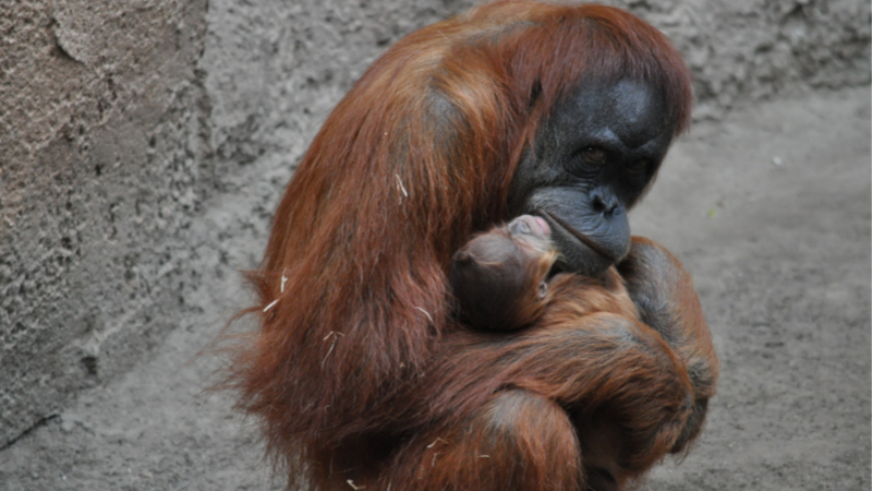 Nachwuchs bei den tierischen Tüftlern - Sumatra-Orang-Utan Jungtier am Wochenende geboren ©Zoo Leipzig