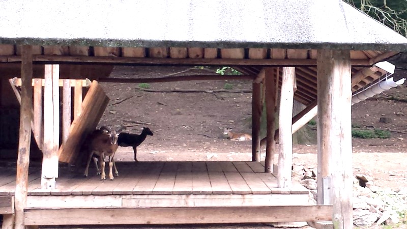 MeiDresden.de Sommertour - Ausflug ins Jagdrevier August des Starken -Wildgehege ©MeiDresden.de