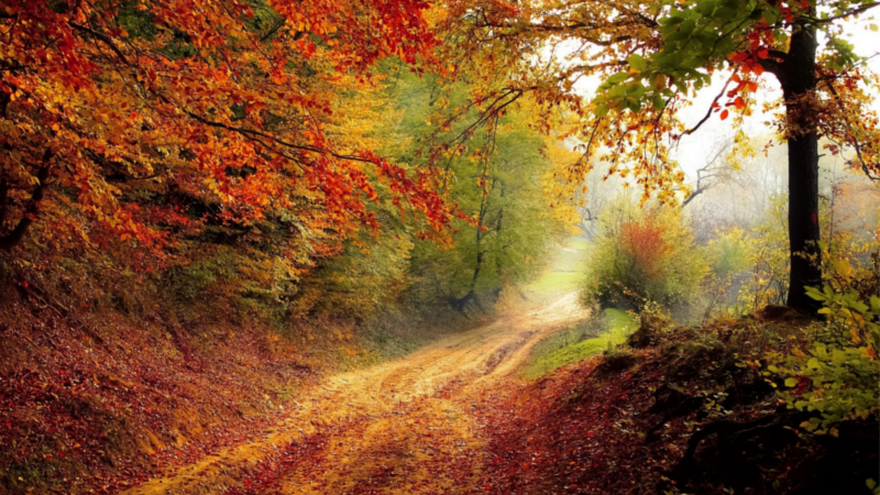 Am Mittwoch ist kalendarischer Herbstanfang ©Valiphotos (Pixabay)