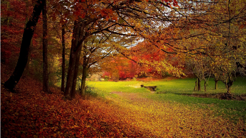 Am Mittwoch ist kalendarischer Herbstanfang ©Valiphotos (Pixabay)