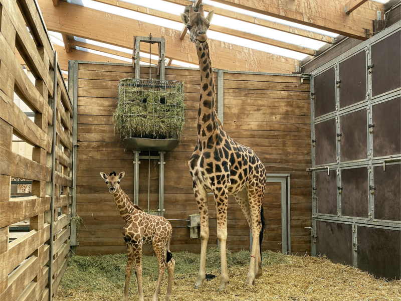 Giraffenkuh Sipiwe mit ihrer Tochter ©Zoo Leipzig