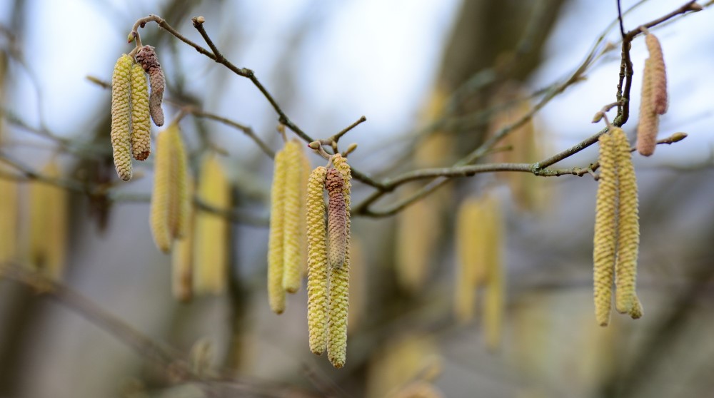 Birkenpollen - Foto: Pixabay