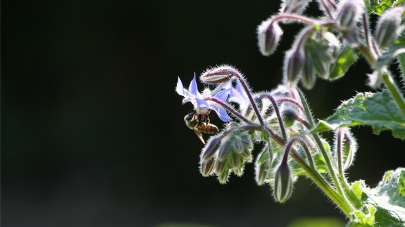 Honigbiene an Borretsch ©NABU/ Christine Kuchem