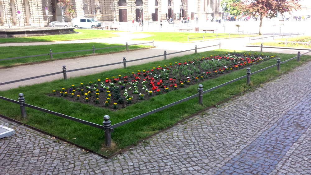 In  Dresden begann die Sommerbepfanzung, wie hier vor der Sempergallerie am Theaterplatz ©MeiDresden.de