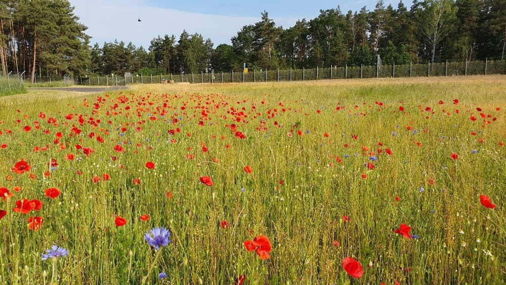 Bild 4: Im Frühjahr und Sommer stand die Bienenwiese am DEKRA Lausitzring zum ersten Mal in voller Blüte. ©DEKRA e.V.