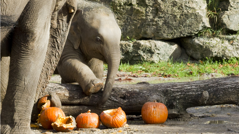 Elefantenkalb Zaya bei der Kürbisparty ©Zoo Leipzig