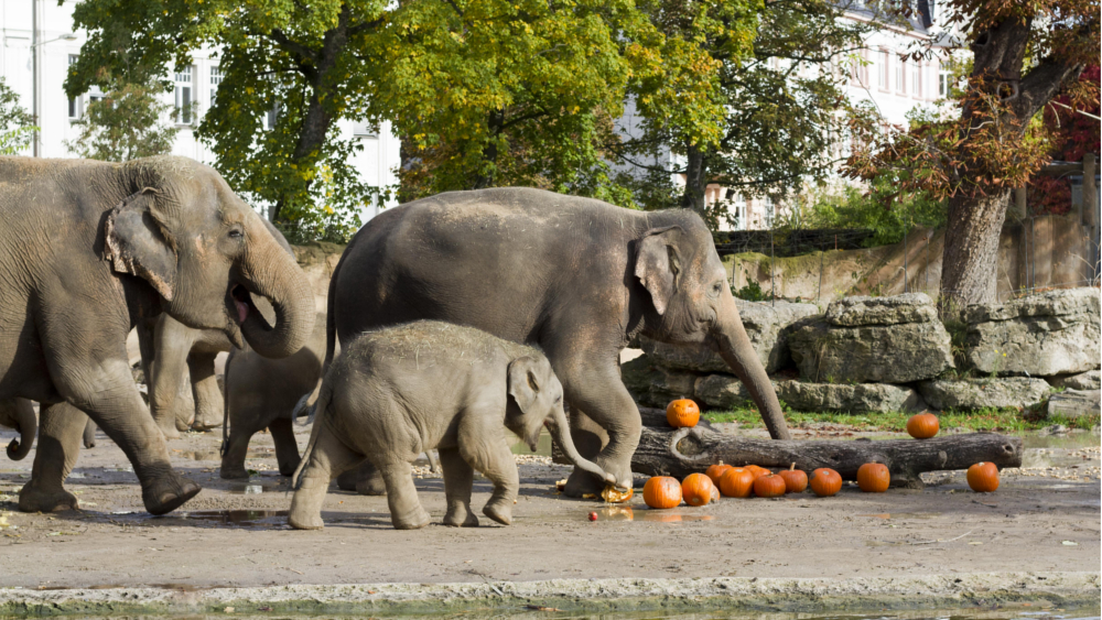 Kürbisparty bei den Elefanten ©Zoo Leipzig