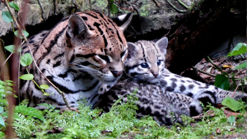 Ozelot Daphne mit ihrer Tochter ©Zoo Leipzig