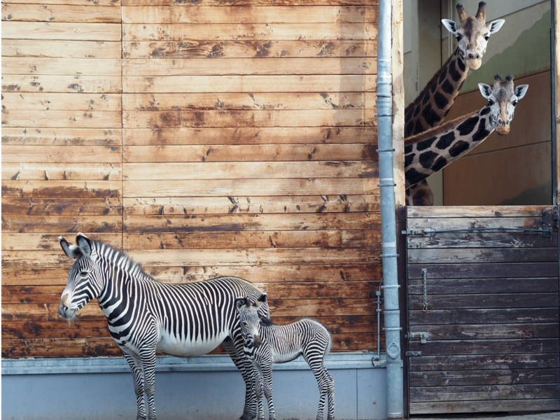 Zebrastute Lilian mit Jungtier Silvester im Vorgehege ©Zoo Leipig