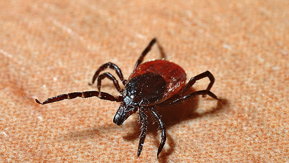Nützliche Tipps wie man sich vor Zeckenbissen schützen kann ©Symbolfoto (Pixabay)