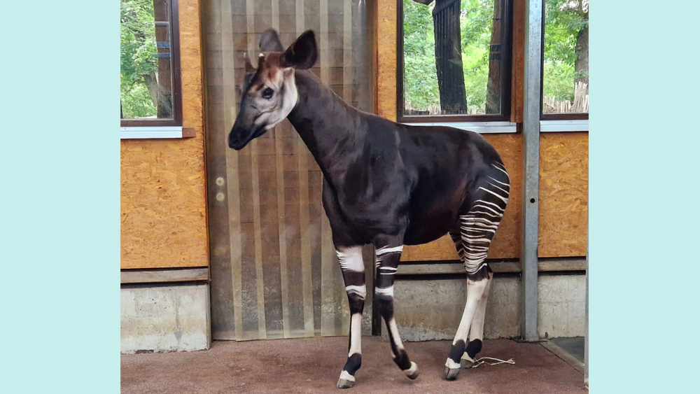 Der neue Okapibulle Laluk ist eingezogen ©Zoo Leipzig