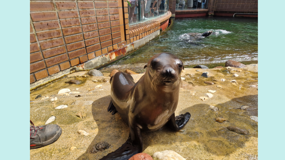 Seelöwin Blue in Leipzig ©Zoo Leipzig