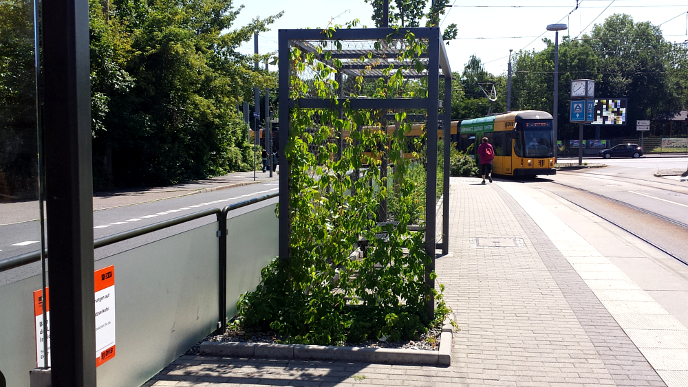 Grüne Haltestelle an der Julius Valteich Straße in Dresden ©MeiDresden.de