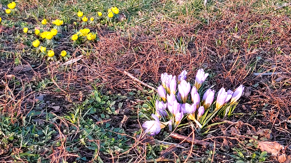 Am kommenden Wochenende könnte der Frühling anklopfen. Foto : MeiDresden.de