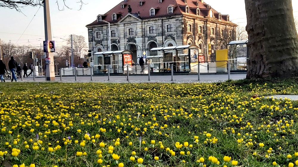 Bereits seit einigen Tage blühen die ersten Frühlingsvorboten  wie hier am Neustädter Markt. Foto: MeiDresden.de,