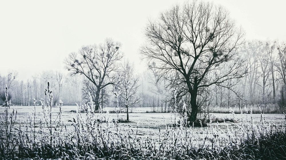 Eiseskälte lockert den Boden auf:  Frost mit Sprengkraft  Foto: Janusz Walczak ( Pixabay)
