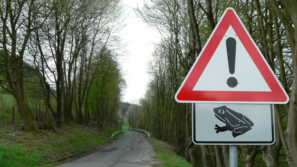 Kröenwanderung Foto: C. Buchen 