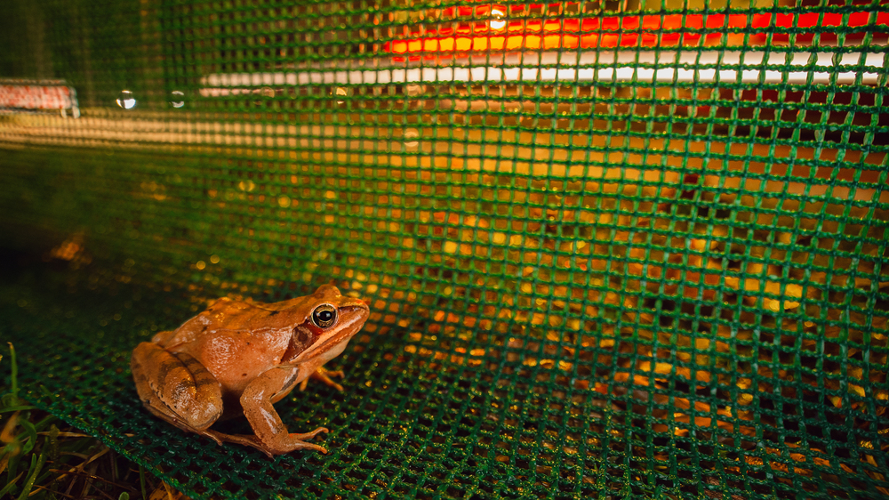 Springfrosch   Foto: Niklas Banowski