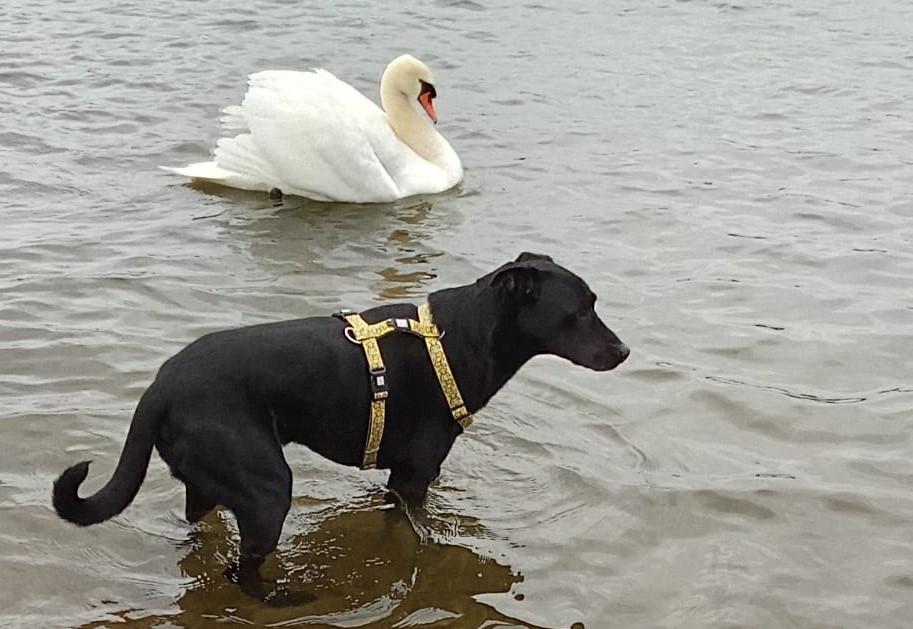 Schnell kann so eine Situation für ihren eigenen Hund gefährlich werden!  Schlag mit dem Flügel von Schwänen oder Graugänsen können Verletzungen mit sich bringen!    Foto: Leserfoto/Privat