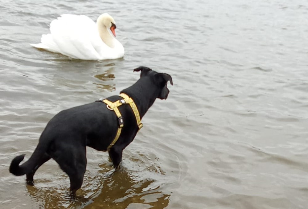 Schnell kann so eine Situation für ihren eigenen Hund gefährlich werden!  Schlag mit dem Flügel von Schwänen oder Graugänsen können Verletzungen mit sich bringen!    Foto: Leserfoto/Privat