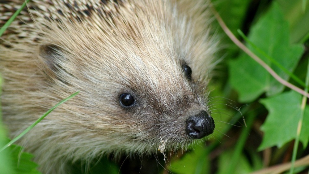 Beim anstehenden  Osterfeuer sollte man auch Rücksicht auf Tiere wie Igel nehmen ,die sich oftmals in Laubhaufen oder Holzstapeln versteckt halten. Symbolfoto (Pixabay)
