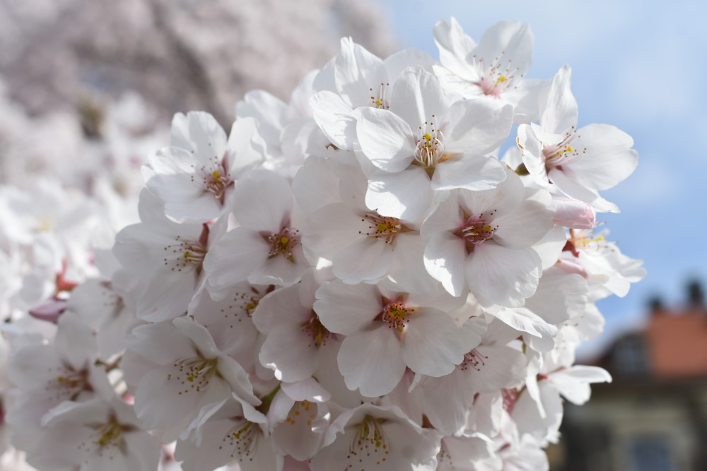 © MeiDresden.de/Mike Schiller