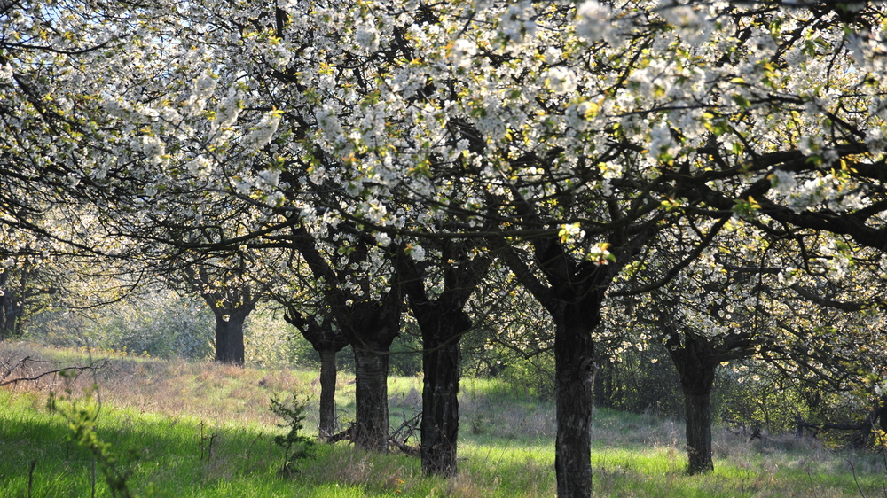 Kirschblüte in der Streuobstwiese Neukirchen/Pleiße. Foto © Holger Stein