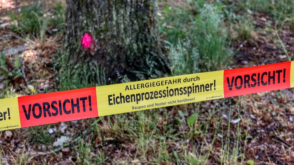 Vorsicht bei Eichenprozessionsspinnern. Symbolfoto (Pixabay)