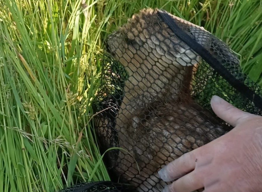 Fotos: © Ronny Petz  - Kitzrettung- Mittelsachsen e.V.