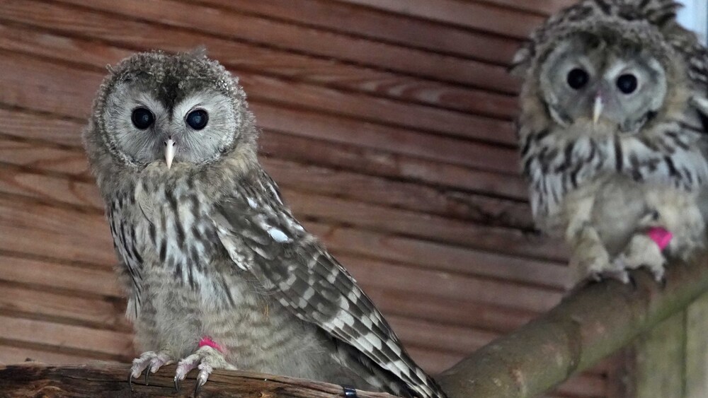 Junge Habichtskäuze für die Auswilderung. Foto: Zoo Leipzig