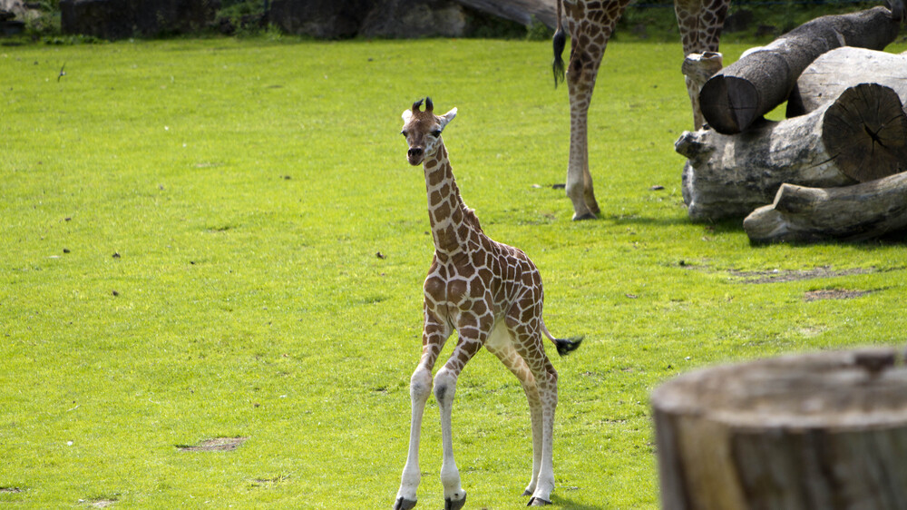 Tamikas Tochter bekommt am Weltkindertag einen Namen @ Zoo Leipzig