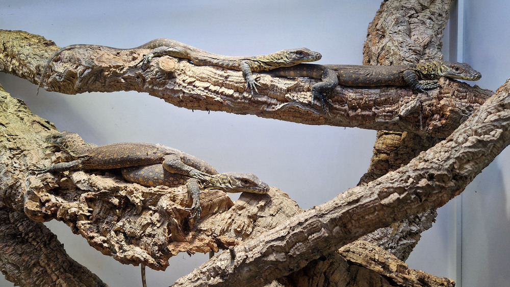 Junge Komodowarane @ Zoo Leipzig