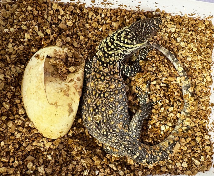 Komodowaran geschlüpft @ Zoo Leipzig