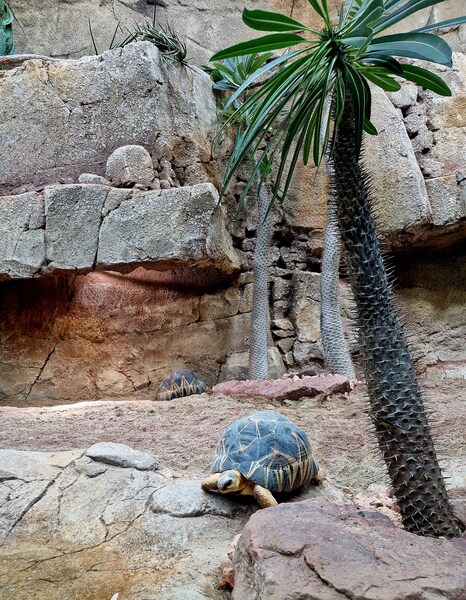 Strahlenschildkröte im neuen Gehege @ Zoo Leipzig