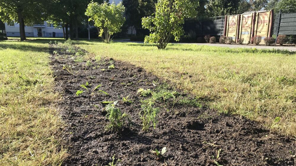 BienenBrückenBauen:Projekt Malterstr. Pflanzfläche Foto:Jenny Förster/ UZD