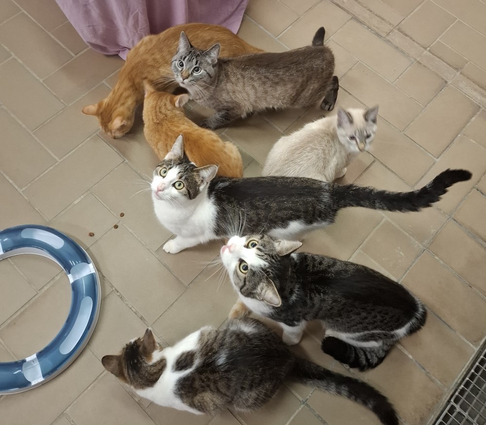 Katzen Tierheim Dresden  © Tierheim Dresden