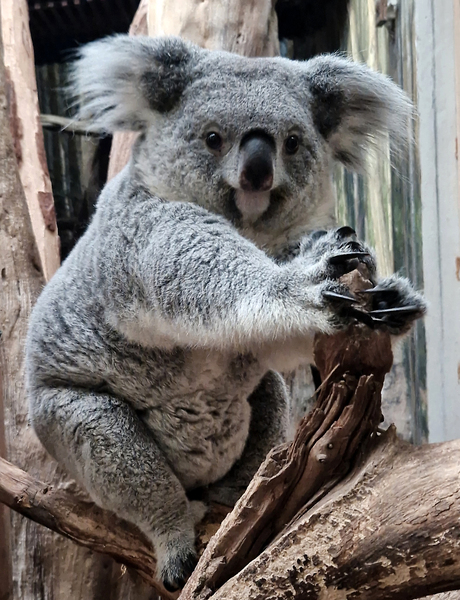 Koala Erlinga mit Jungtier im Beutel @ Zoo Leipzig