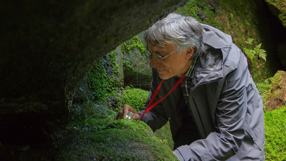 Moose gehören zu den ältesten und rätselhaftesten Pflanzenfamilien der Welt. Obwohl sie in der Natur eine große Rolle spielen, ist vieles über sie noch unerforscht und geheimnisvoll, fasziniert Wissenschaftler und Künstler. Die mystische Bildgewalt eines Caspar David Friedrich wäre ohne die moosgrünen Schluchten des Elbsandsteingebirges kaum denkbar. In eine davon ist der Biologe Frank Müller hinabgestiegen – auf der Suche nach einem ganz besonders zauberhaften Exemplar: Leuchtmoos (Schistostega pennata). Foto: Hartmut Landgraf