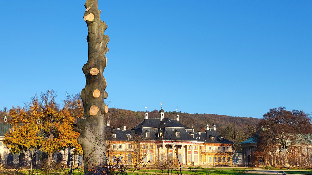 Stamm der Blutbuche mit Bergpalais © Antje Heinze